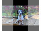 Beagle Mix DOG FOR ADOPTION RGADN-1389441 - Betty - Beagle / Mixed Dog For