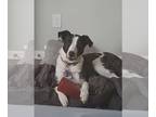 Catahoula Leopard Dog-Pointer Mix DOG FOR ADOPTION RGADN-1389453 - Vecna -