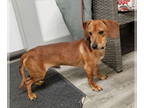 Dachshund Mix DOG FOR ADOPTION RGADN-1389454 - Radley - Dachshund / Terrier /