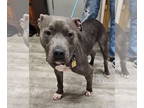 American Staffordshire Terrier DOG FOR ADOPTION RGADN-1389456 - Tahoe - American