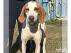 English Foxhound Mix DOG FOR ADOPTION RGADN-1389459 - Warren - Hound / Foxhound