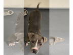 Staffordshire Bull Terrier DOG FOR ADOPTION RGADN-1389464 - DA 42 Noble -
