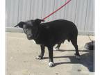 Dachshund-Staffordshire Bull Terrier Mix DOG FOR ADOPTION RGADN-1389469 - LOTTIE