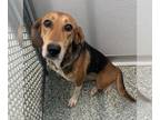 Treeing Walker Coonhound Mix DOG FOR ADOPTION RGADN-1389474 - MARY - Treeing