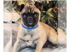 Pug DOG FOR ADOPTION RGADN-1389476 - Otis - Pug (short coat) Dog For Adoption