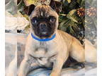 Pug DOG FOR ADOPTION RGADN-1389479 - Toby - Pug (short coat) Dog For Adoption