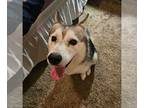 Siberian Husky DOG FOR ADOPTION RGADN-1389480 - Memphis - Siberian Husky (medium