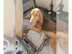 Bloodhound DOG FOR ADOPTION RGADN-1389484 - Ol' Red - Bloodhound Dog For