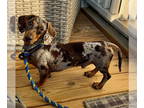 Dachshund DOG FOR ADOPTION RGADN-1389491 - Dobby - Dachshund (short coat) Dog