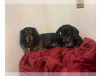 Dachshund DOG FOR ADOPTION RGADN-1389492 - DRUT UTAH ACE & BELLA BONDED -