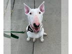 Bull Terrier DOG FOR ADOPTION RGADN-1389494 - Pete - Bull Terrier Dog For