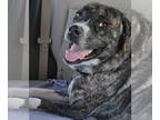 Mastador DOG FOR ADOPTION RGADN-1389496 - Lita - Mastiff / Labrador Retriever /