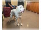 Australian Shepherd DOG FOR ADOPTION RGADN-1389501 - A517872 - Australian