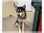 Alaskan Malamute-Huskies Mix DOG FOR ADOPTION RGADN-1389502 - A517874 - Alaskan