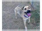 Shepradors DOG FOR ADOPTION RGADN-1389508 - CHUCKY - Labrador Retriever / German