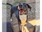 Borador DOG FOR ADOPTION RGADN-1389512 - *AMELIA - Labrador Retriever / Border