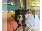 Australian Shepherd DOG FOR ADOPTION RGADN-1389519 - GOOSE - Australian Shepherd