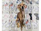 Dachshund Mix DOG FOR ADOPTION RGADN-1389526 - MAX - Dachshund / Mixed (short