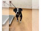 Boston Terrier-Boxer Mix DOG FOR ADOPTION RGADN-1389559 - RIDDLER - Boston