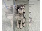 Siberian Husky Mix DOG FOR ADOPTION RGADN-1389577 - TRAMP - Siberian Husky /
