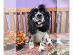 Cocker Spaniel DOG FOR ADOPTION RGADN-1389578 - **LADY** - Cocker Spaniel