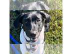 Pointer Mix DOG FOR ADOPTION RGADN-1389580 - Millie - Pointer / Mixed Dog For