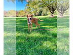 Redbone Coonhound Mix DOG FOR ADOPTION RGADN-1389586 - Angel - Redbone Coonhound