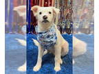 Boxer-Spaniel Mix DOG FOR ADOPTION RGADN-1389587 - Pip - Boxer / Spaniel / Mixed