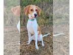 Beagle-Treeing Walker Coonhound Mix DOG FOR ADOPTION RGADN-1389591 - Maggie May