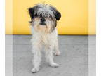 Shih Tzu DOG FOR ADOPTION RGADN-1389597 - SLICK RICK - Shih Tzu Dog For Adoption