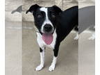 Boxer-Staffordshire Bull Terrier Mix DOG FOR ADOPTION RGADN-1389602 - Nixie -