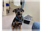 Mastiff Mix DOG FOR ADOPTION RGADN-1389604 - WINSTON - Mastiff / Mixed (medium