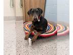 Doberman Pinscher DOG FOR ADOPTION RGADN-1389605 - *WAFFLES - Doberman Pinscher