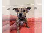 Dutch Shepherd Mix DOG FOR ADOPTION RGADN-1389612 - SLUSHEE - Dutch Shepherd /