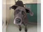 Great Dane Mix DOG FOR ADOPTION RGADN-1389614 - BILLIE - Great Dane / Mixed