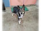 Ausky DOG FOR ADOPTION RGADN-1389616 - MILO - Queensland Heeler / Siberian Husky
