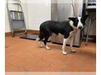 Border Collie DOG FOR ADOPTION RGADN-1389621 - A855487 - Border Collie (medium