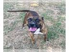 Bullboxer Pit DOG FOR ADOPTION RGADN-1389627 - KENZIE - Boxer / Pit Bull Terrier
