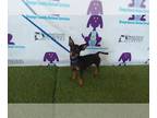 Doberman Pinscher-Miniature Pinscher Mix DOG FOR ADOPTION RGADN-1389630 - BATMAN