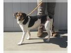 Beagle DOG FOR ADOPTION RGADN-1389631 - MAGIC MIXIE - Beagle (medium coat) Dog