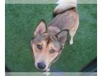 Chow Chow-Siberian Husky Mix DOG FOR ADOPTION RGADN-1389634 - DOTTIE - Siberian