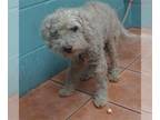 Poodle (Miniature) DOG FOR ADOPTION RGADN-1389661 - MENUDO - Poodle (Miniature)