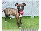 Catahoula Leopard Dog DOG FOR ADOPTION RGADN-1389663 - TIGER LILY - Catahoula