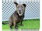 Chow Chow-Labrador Retriever Mix DOG FOR ADOPTION RGADN-1389664 - BROWNIE - Chow