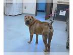 Chinese Shar-Pei DOG FOR ADOPTION RGADN-1389667 - TANGO - Chinese Shar-Pei