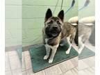 Akita Mix DOG FOR ADOPTION RGADN-1389675 - SMOKEY - Akita / Mixed (medium coat)