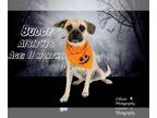 Pug Mix DOG FOR ADOPTION RGADN-1389680 - Dog - Pug / Mixed (medium coat) Dog For