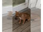 American Pit Bull Terrier Mix DOG FOR ADOPTION RGADN-1389701 - LUNA - Pit Bull