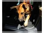 German Shepherd Dog-Great Dane Mix DOG FOR ADOPTION RGADN-1389702 - SCOOBY -