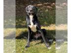 Border Collie Mix DOG FOR ADOPTION RGADN-1389711 - PERCY - Border Collie / Mixed